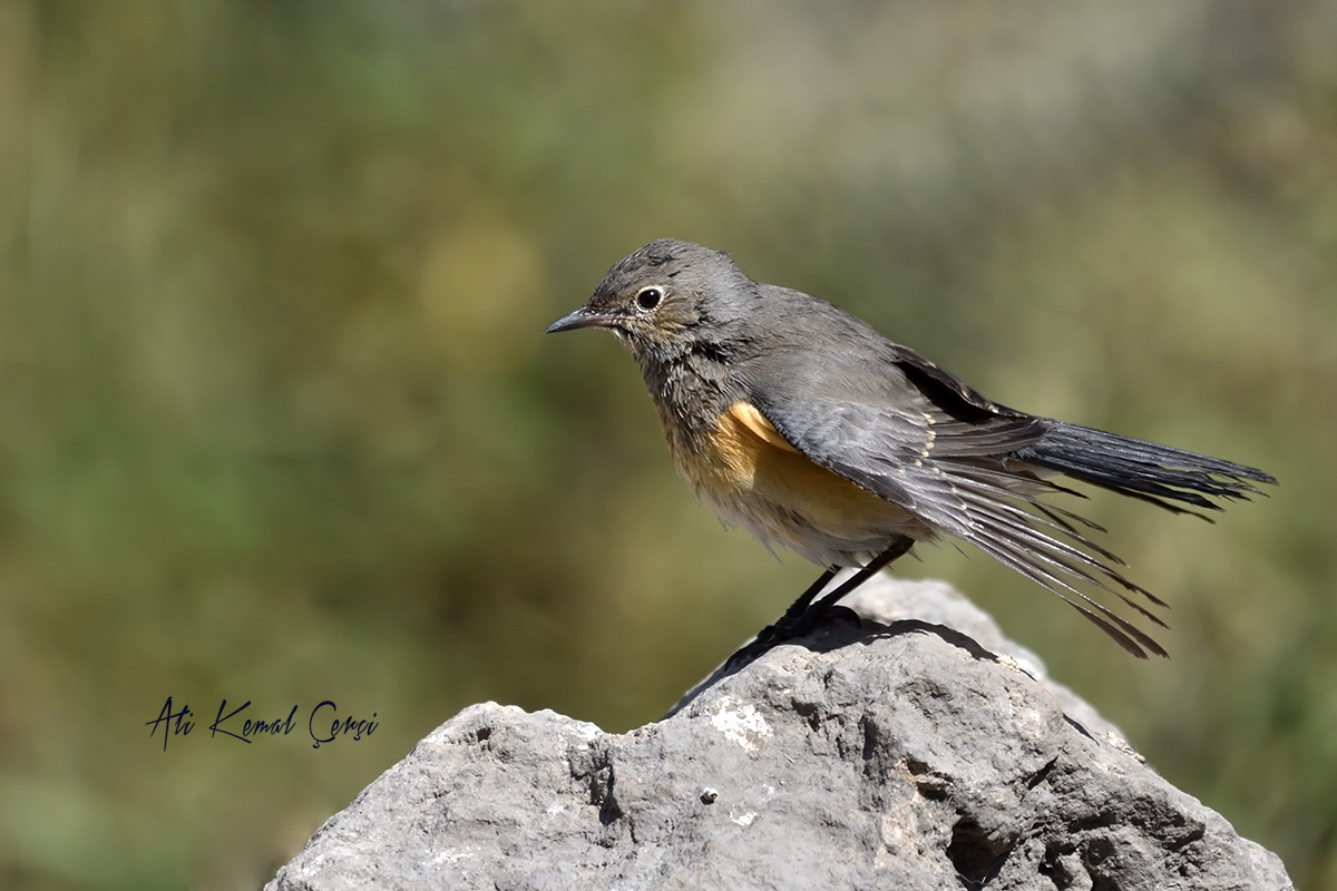White-throated Robin
