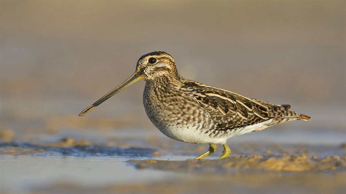 Common Snipe