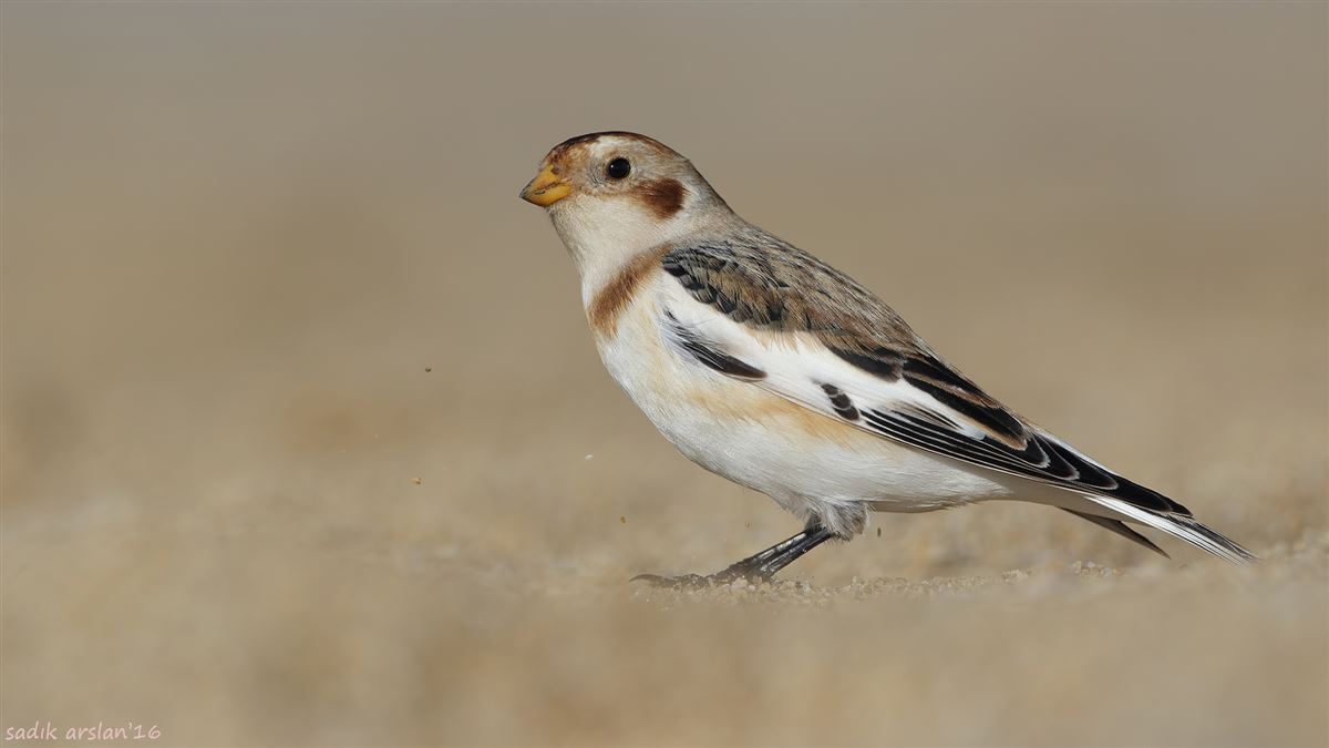 Snow Bunting