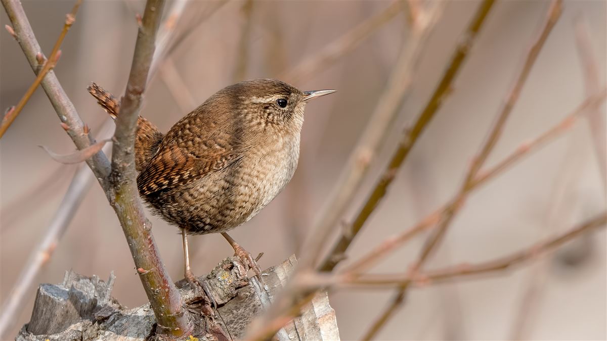 Eurasian Wren