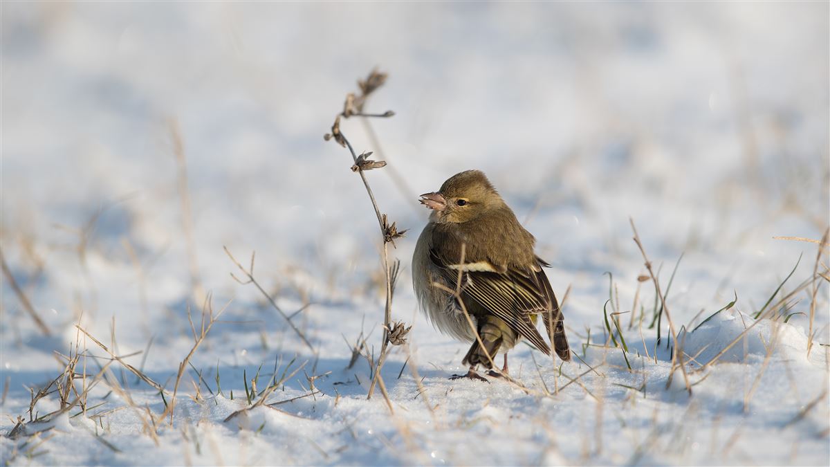 Eurasian Chaffinch