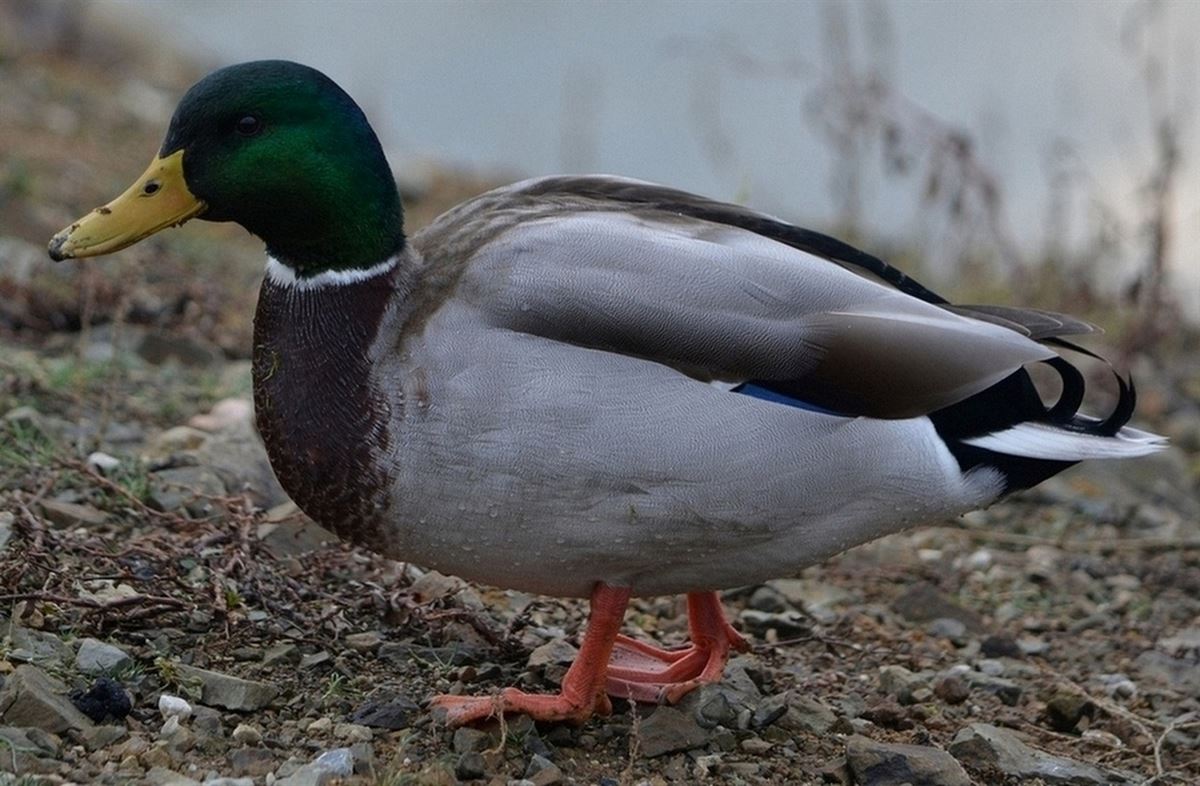 Mallard