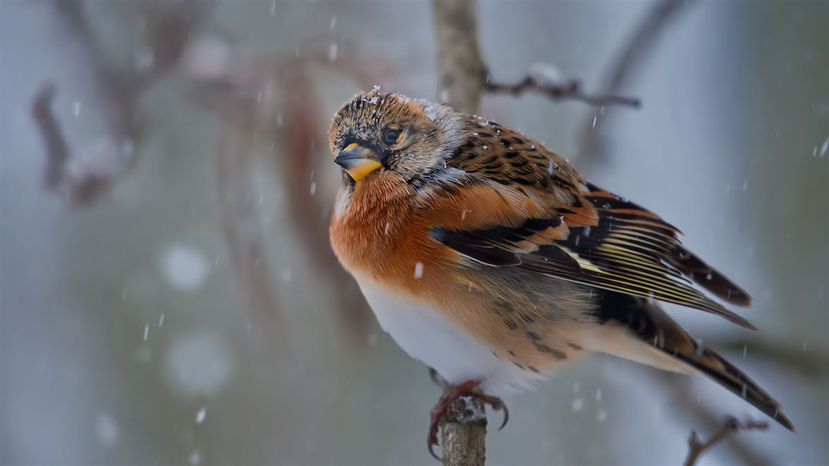 Brambling