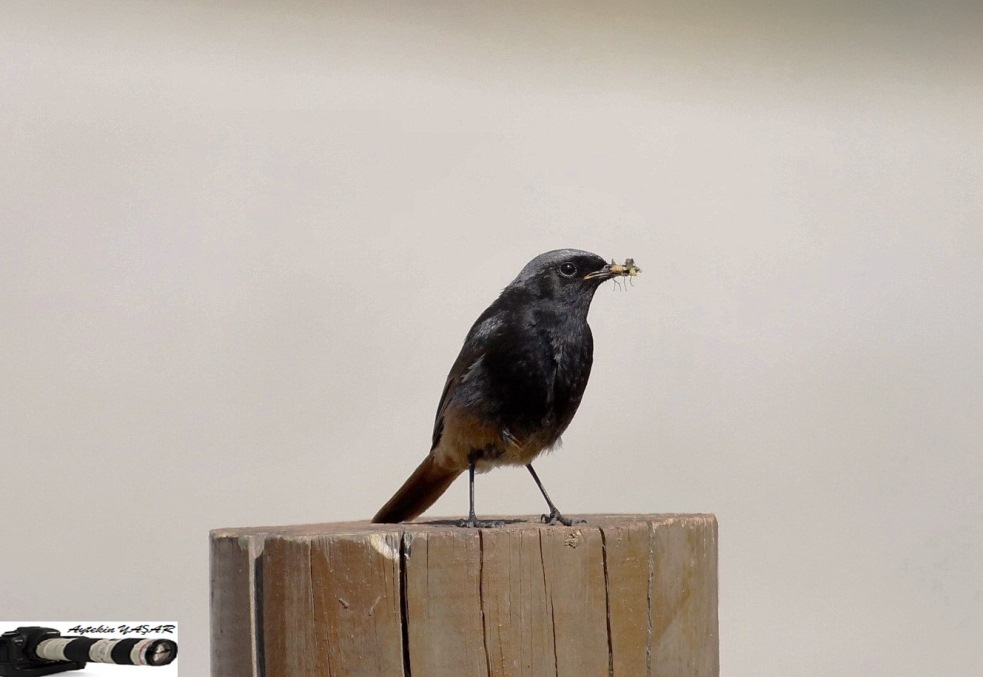 Black Redstart