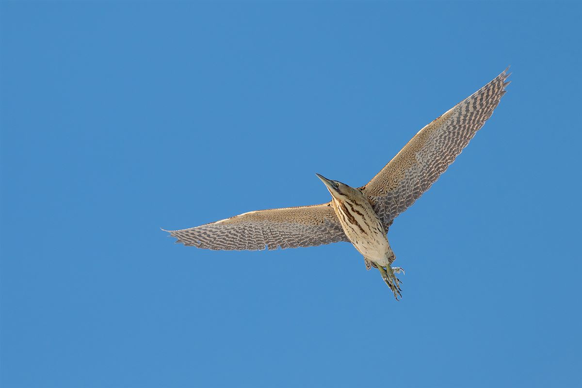 Eurasian Bittern
