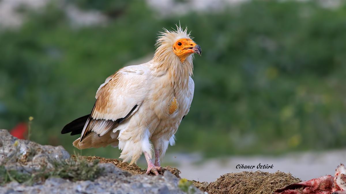 Egyptian Vulture