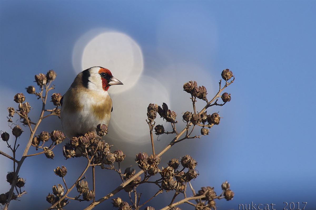 European Goldfinch