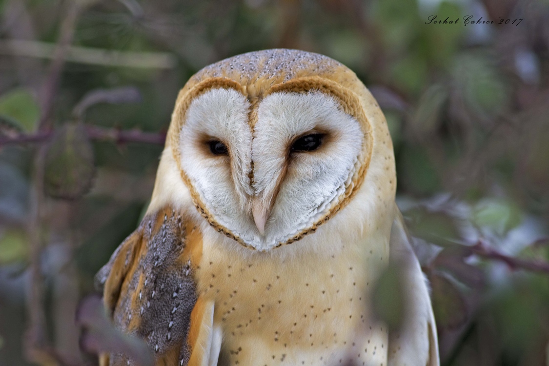 Western Barn Owl