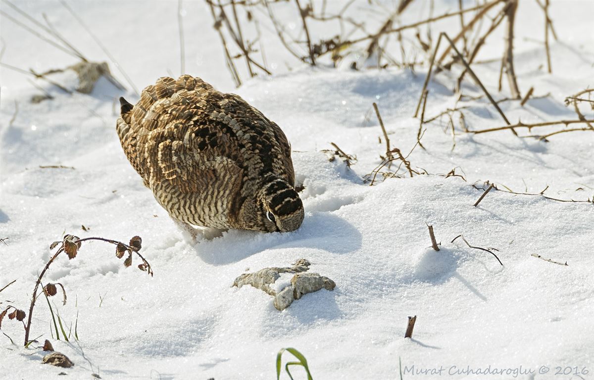 Eurasian Woodcock