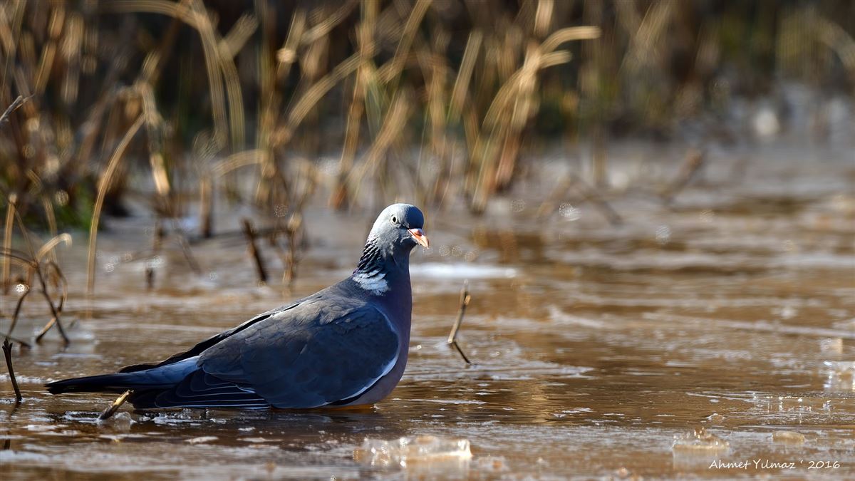 Common Wood Pigeon