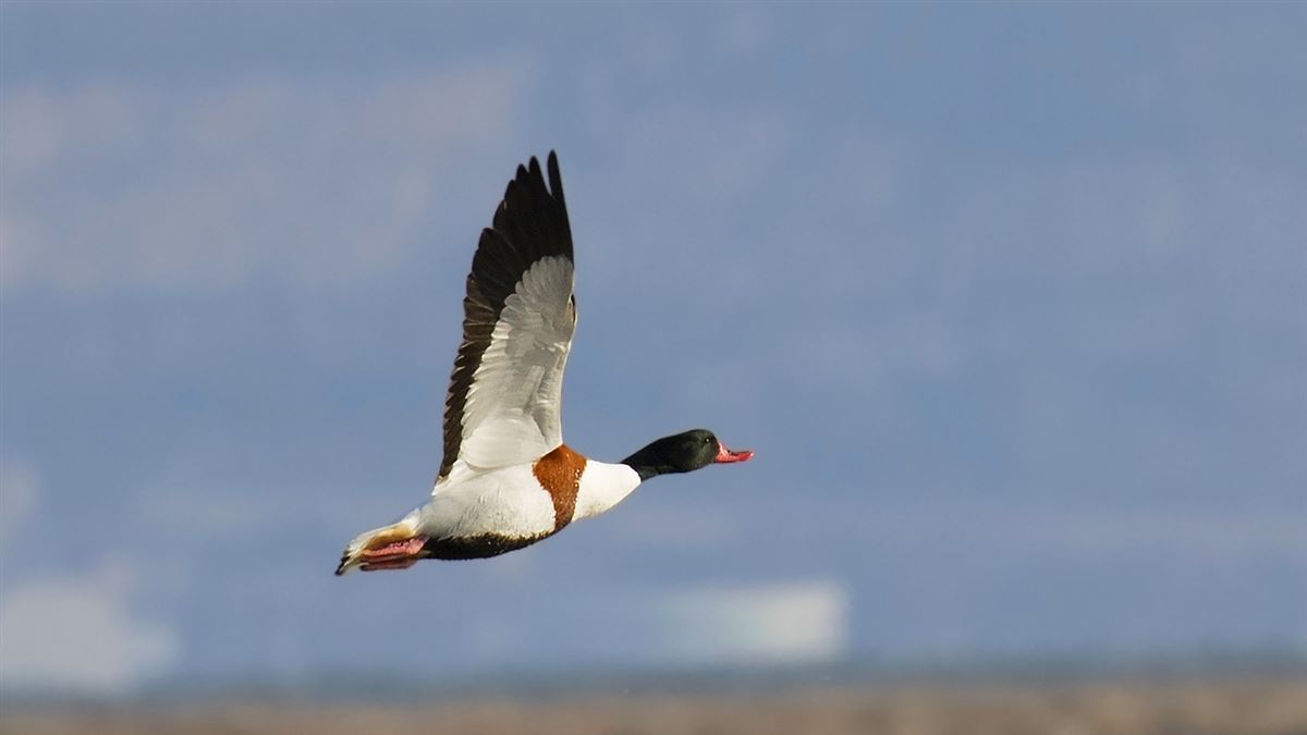 Common Shelduck