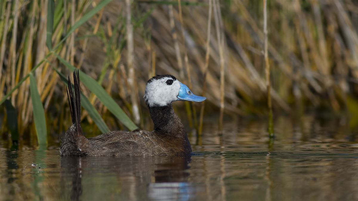White-headed Duck