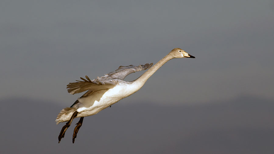 Whooper Swan