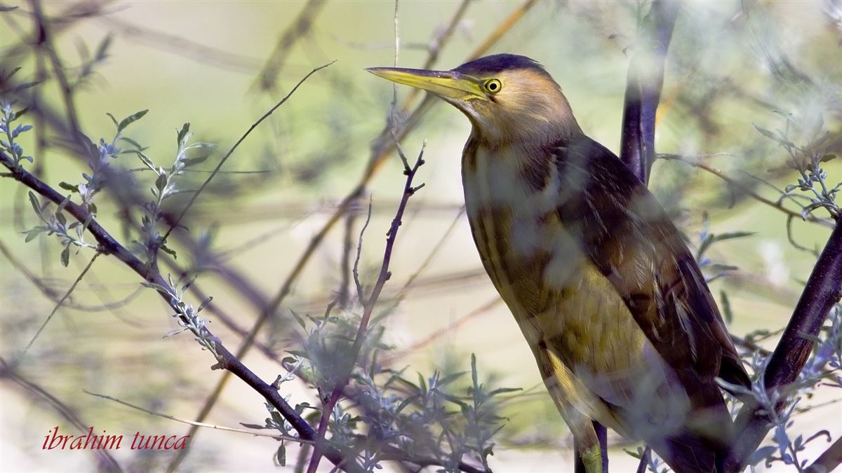 Little Bittern