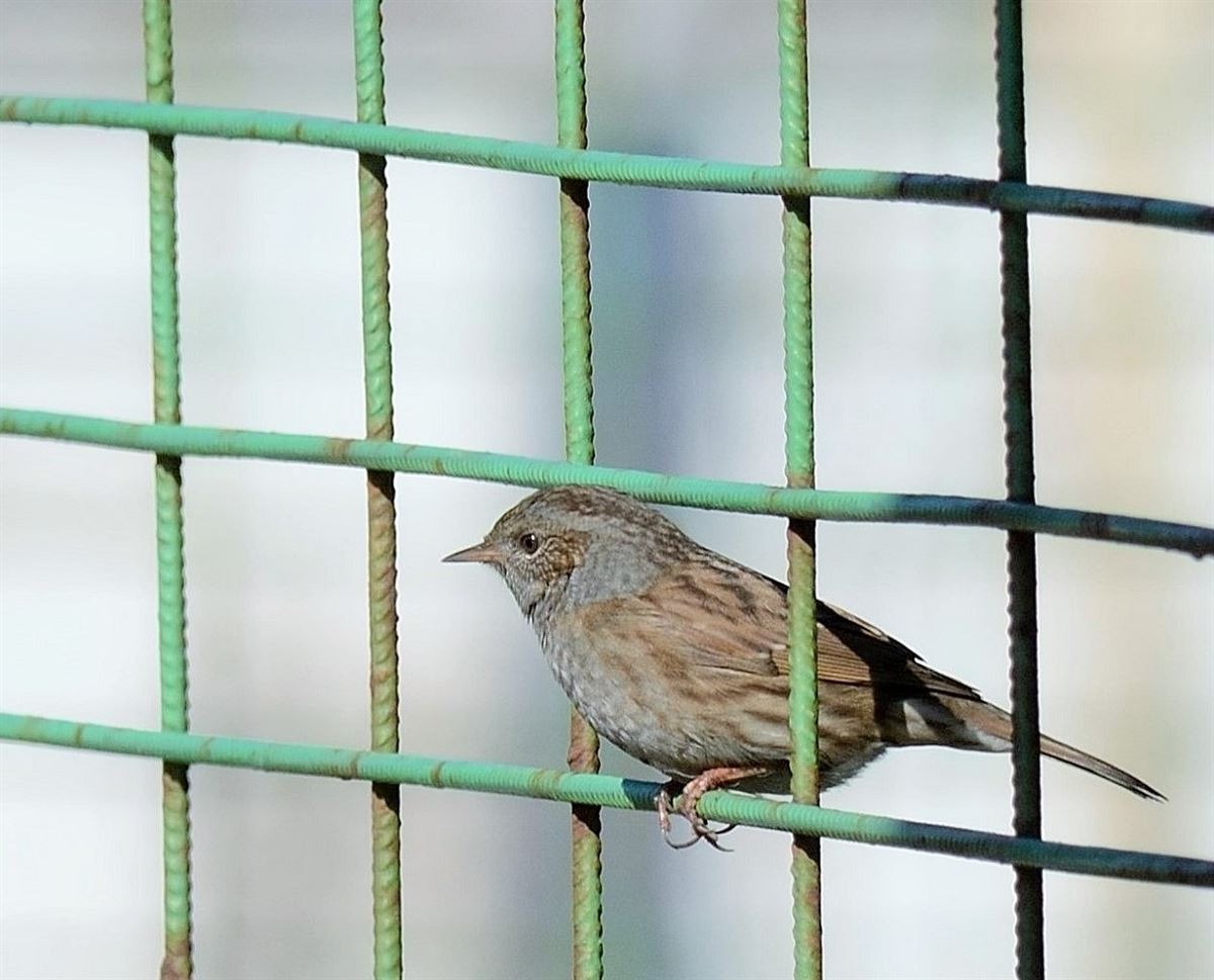 Dunnock