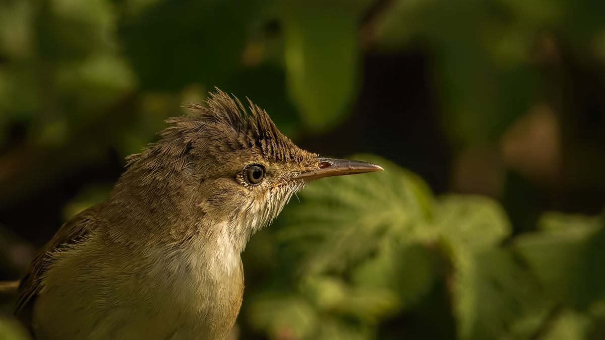 Marsh Warbler