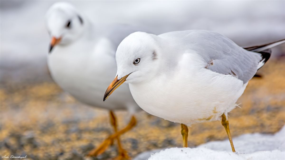 Slender-billed Gull