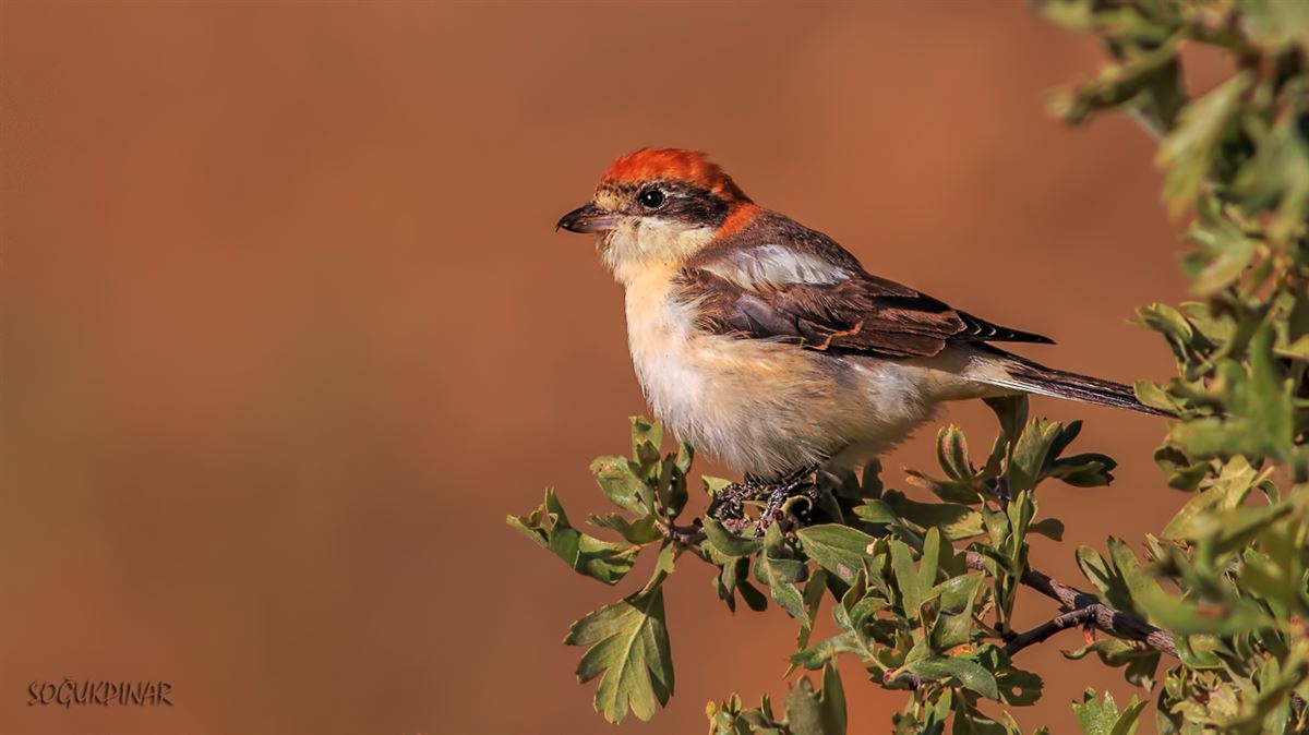 Woodchat Shrike