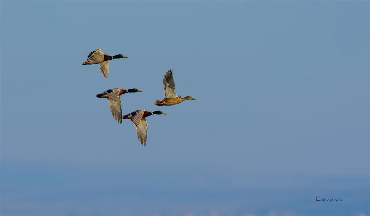 Mallard