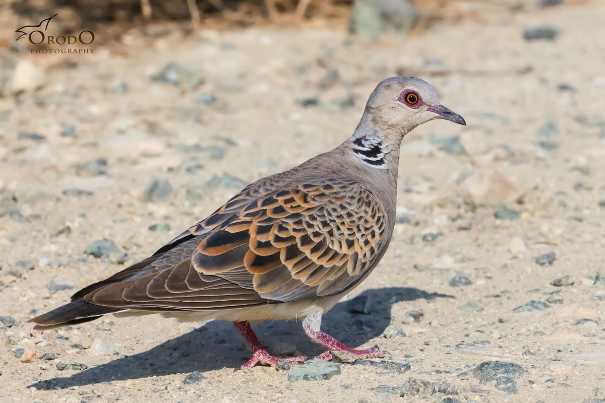 European Turtle Dove