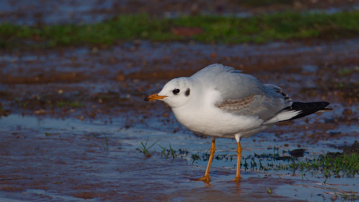 Black-headed Gull