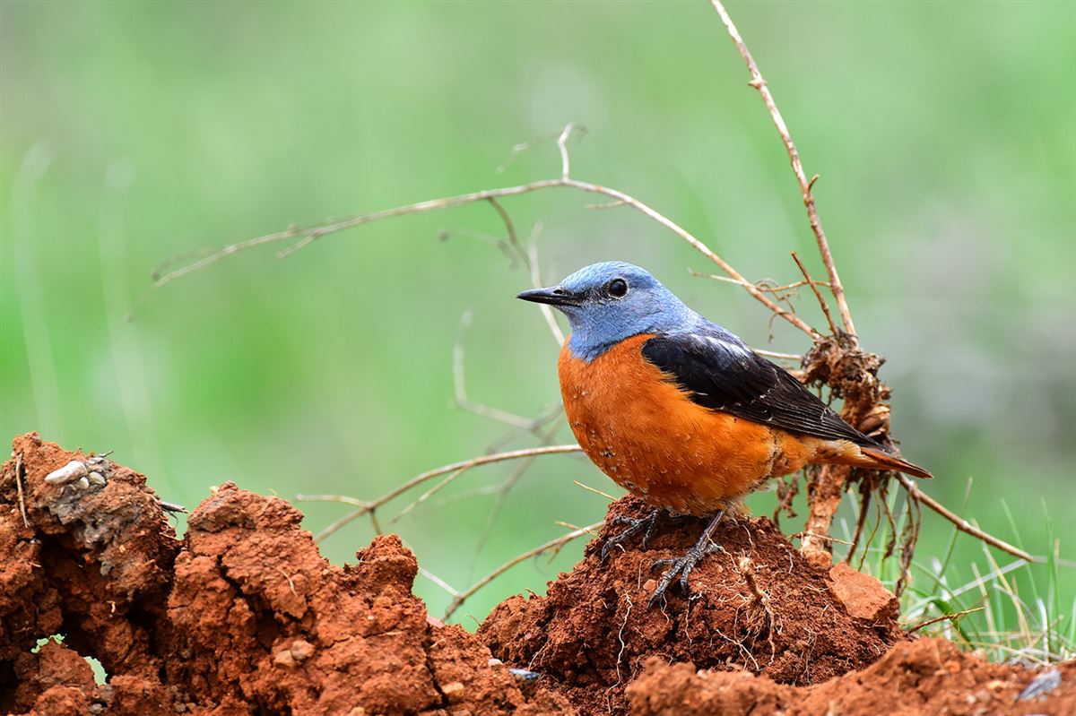 Common Rock Thrush