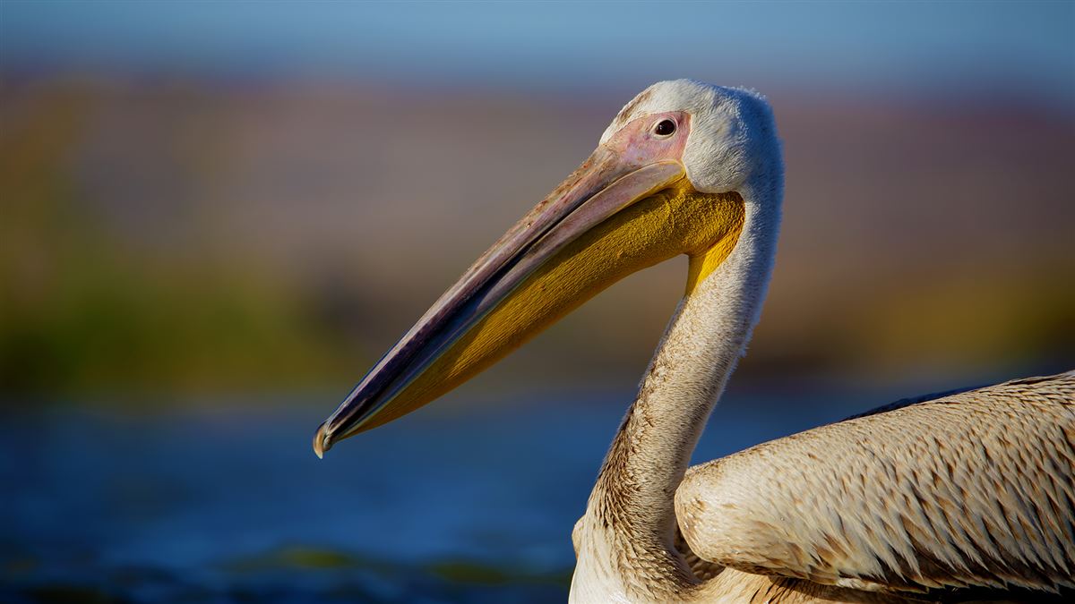 Great White Pelican