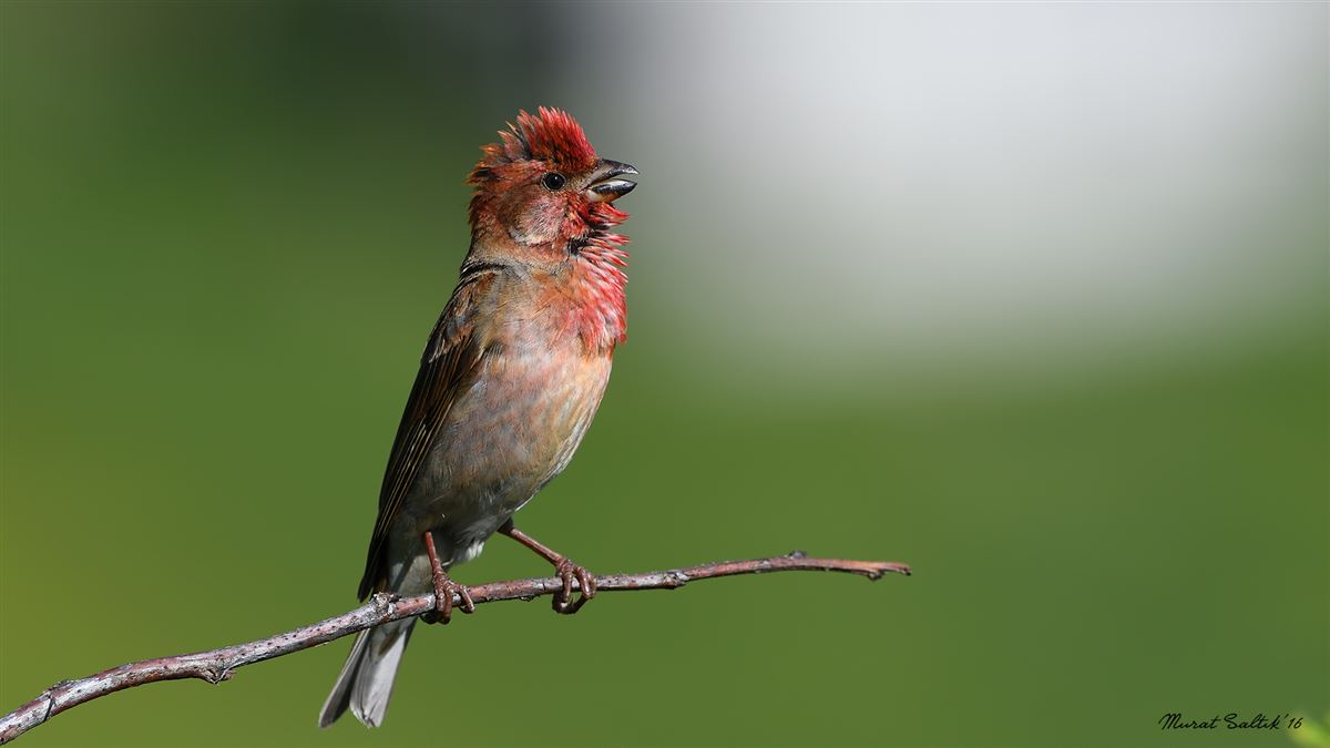Common Rosefinch