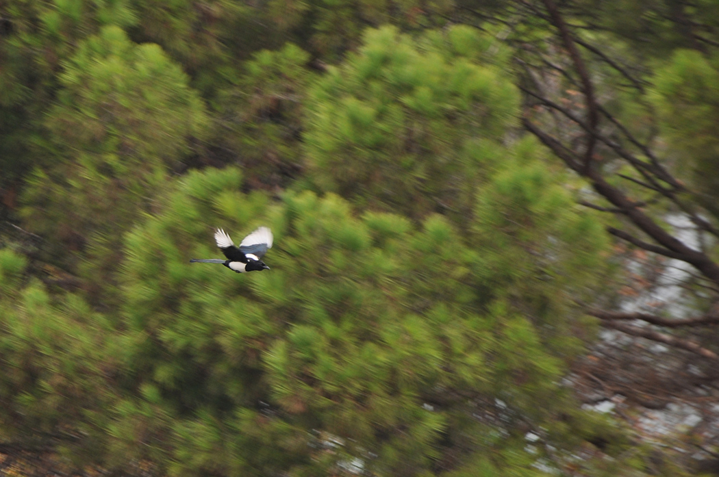 Eurasian Magpie