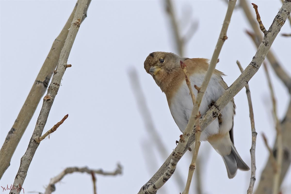 Brambling