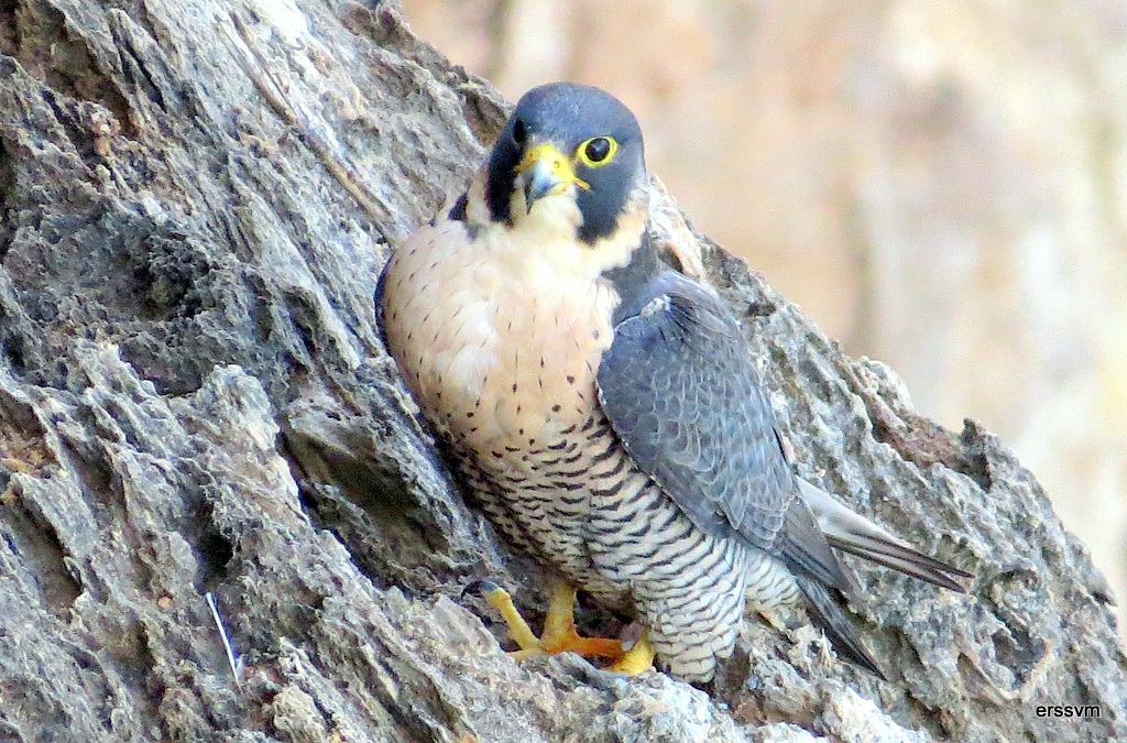 Peregrine Falcon