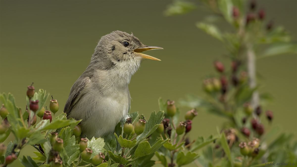 Eastern Olivaceous Warbler
