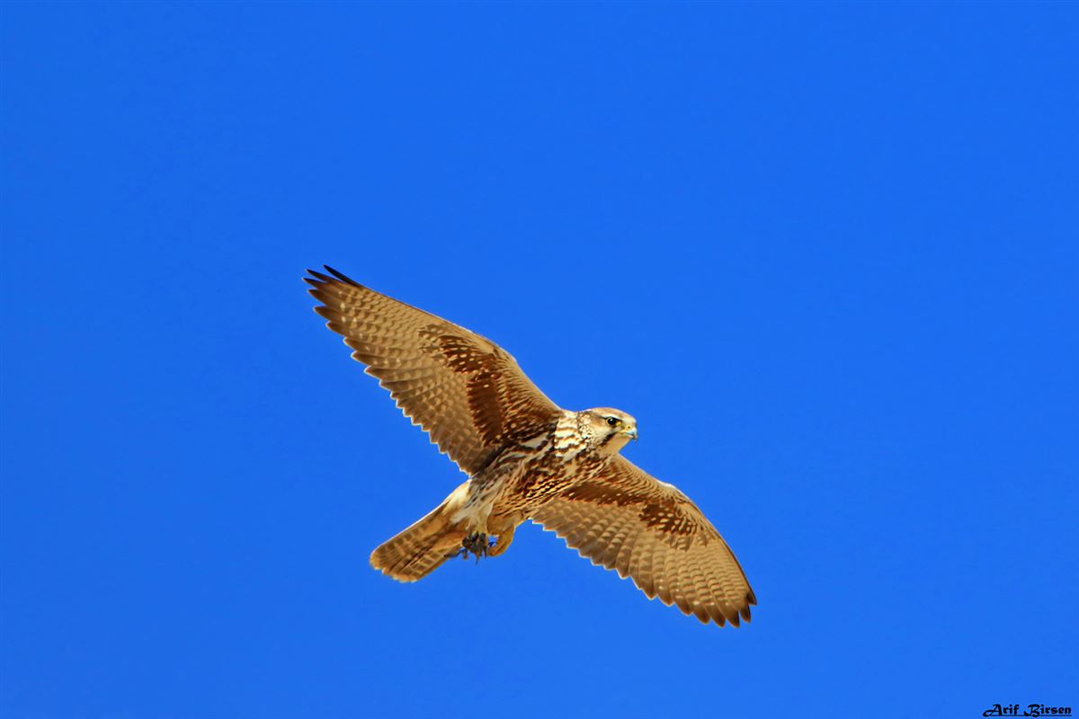 Saker Falcon