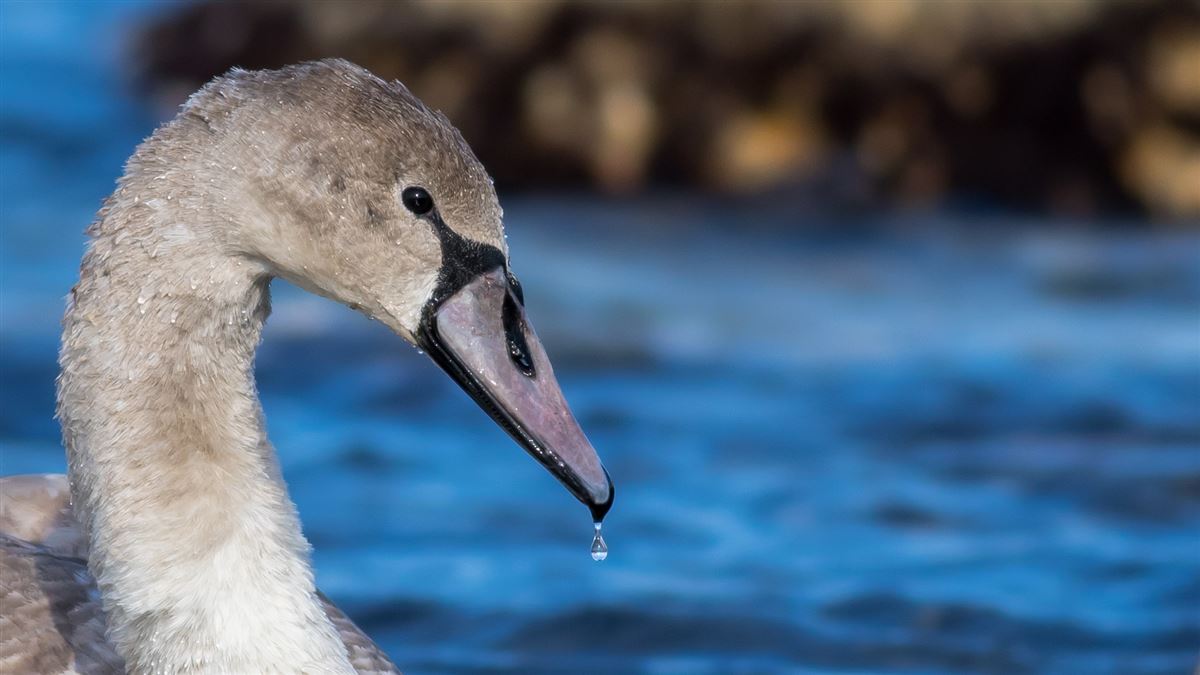 Mute Swan