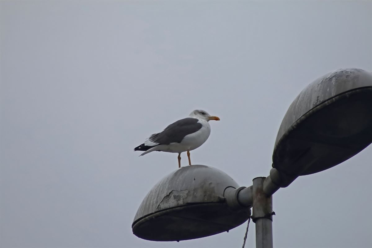 Lesser Black-backed Gull