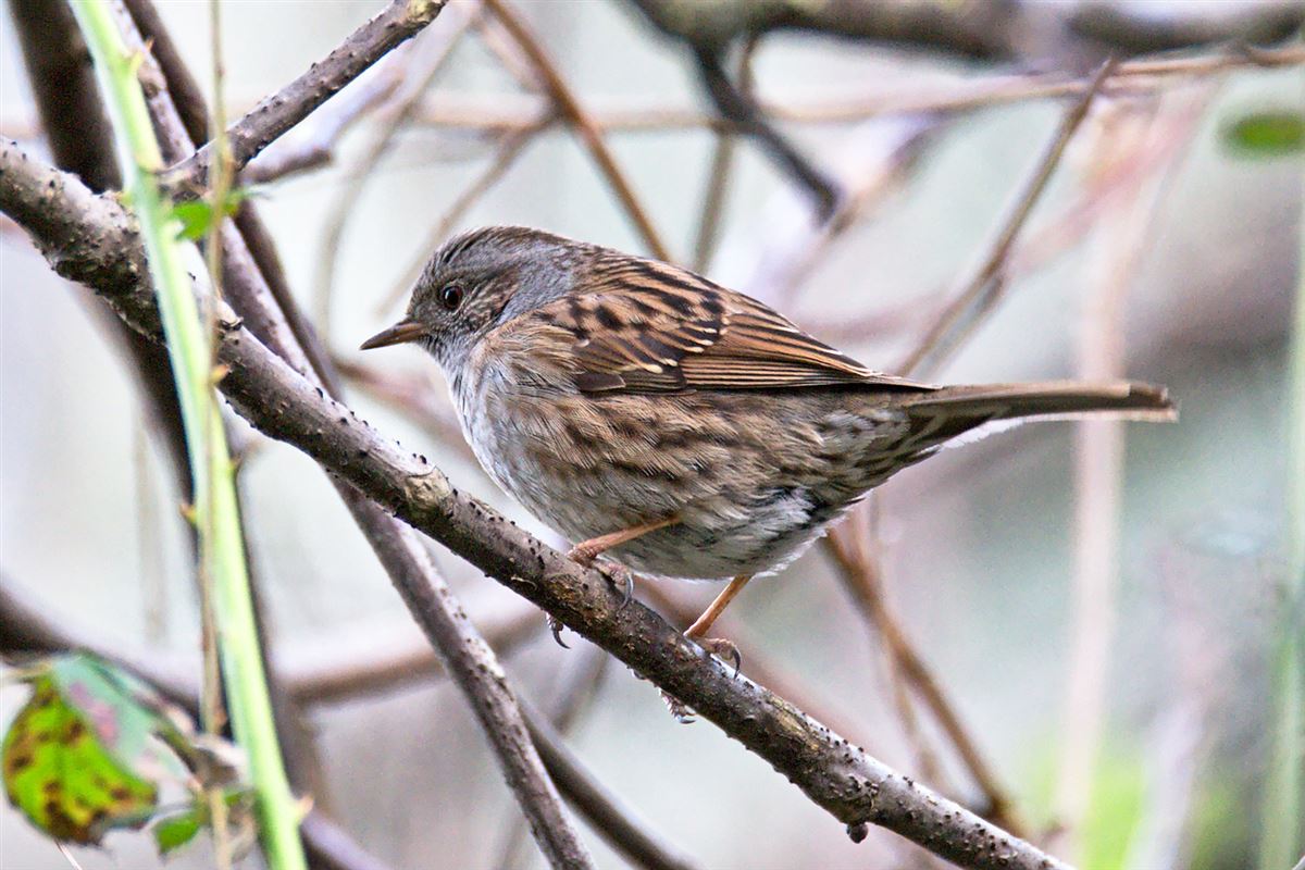 Dunnock