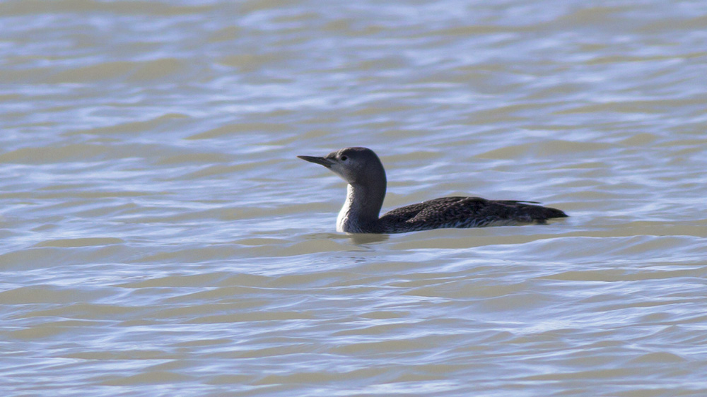 Red-throated Loon