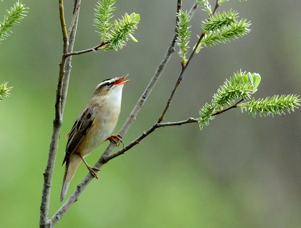 Sedge Warbler