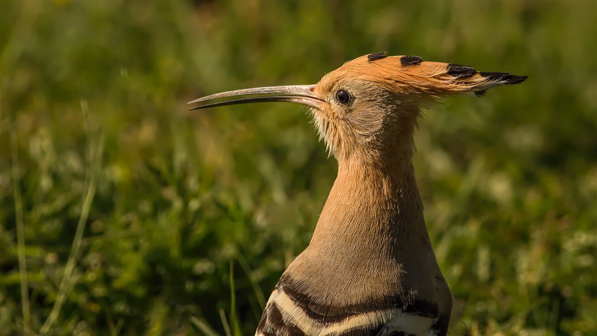Common Hoopoe