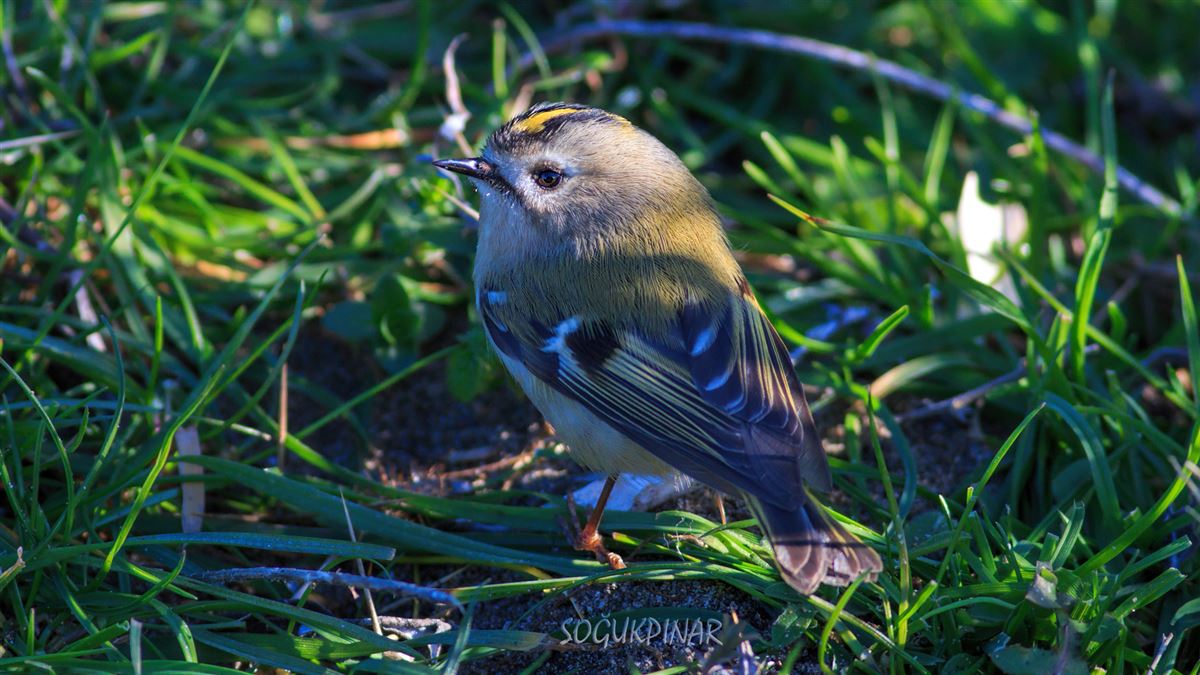 Goldcrest