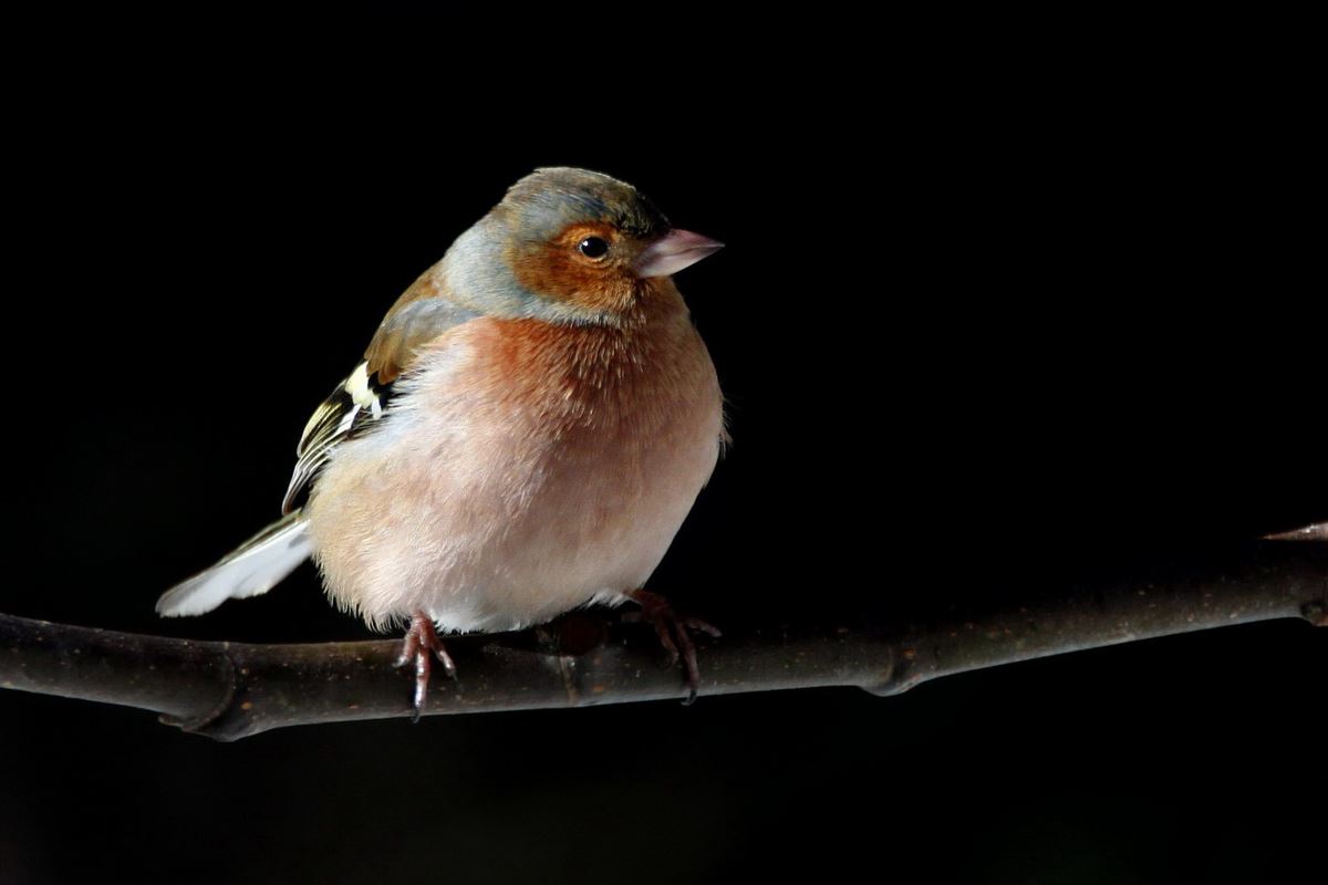 Eurasian Chaffinch