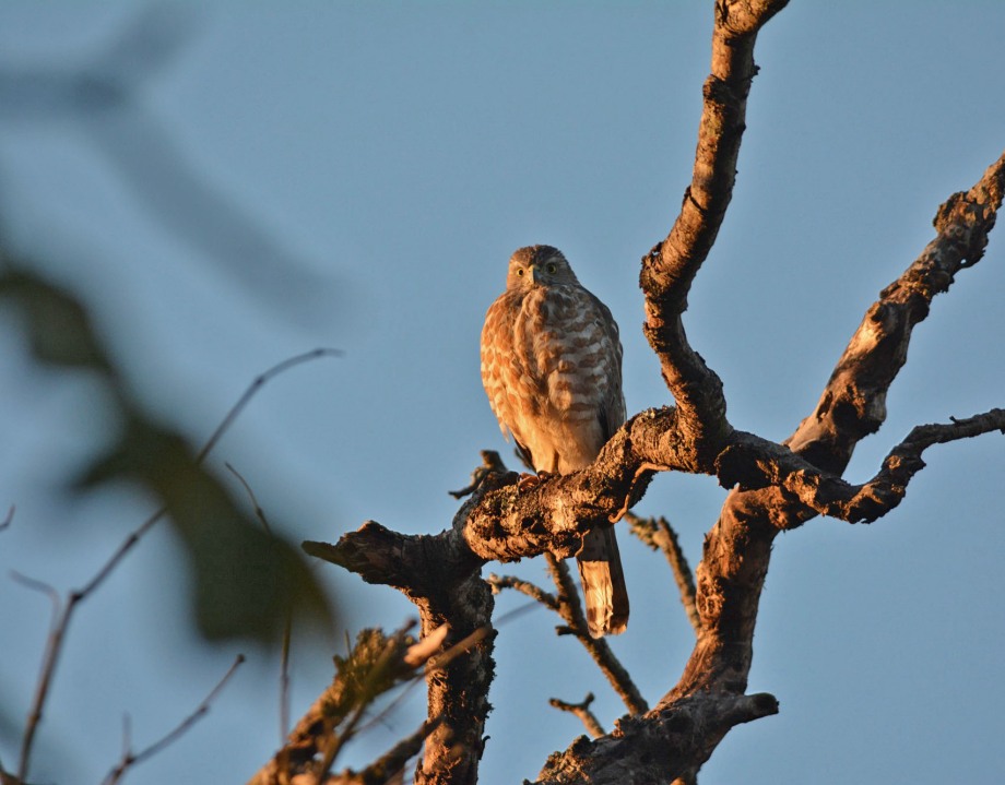 Shikra