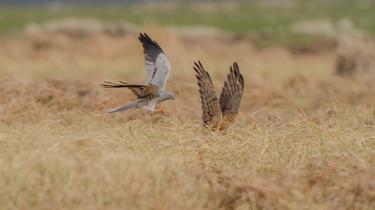 Montagu`s Harrier