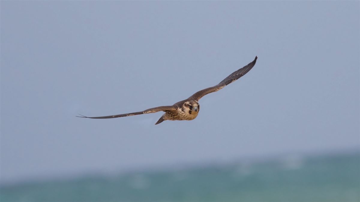 Peregrine Falcon