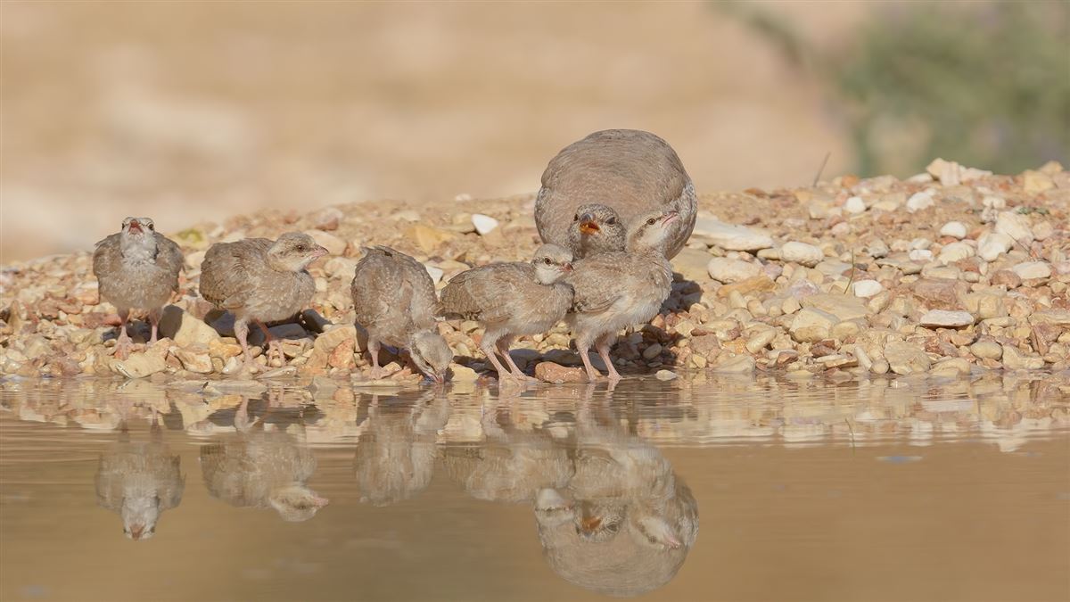 See-see Partridge