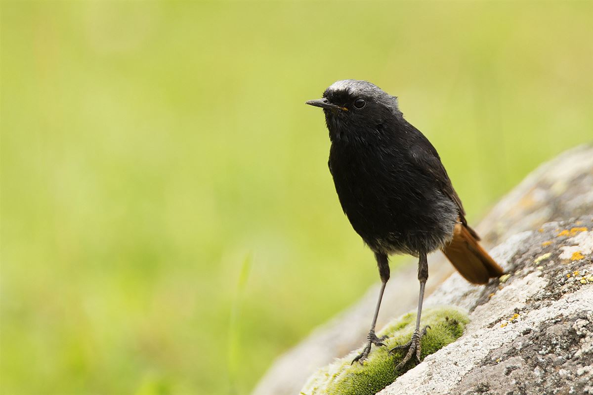 Black Redstart