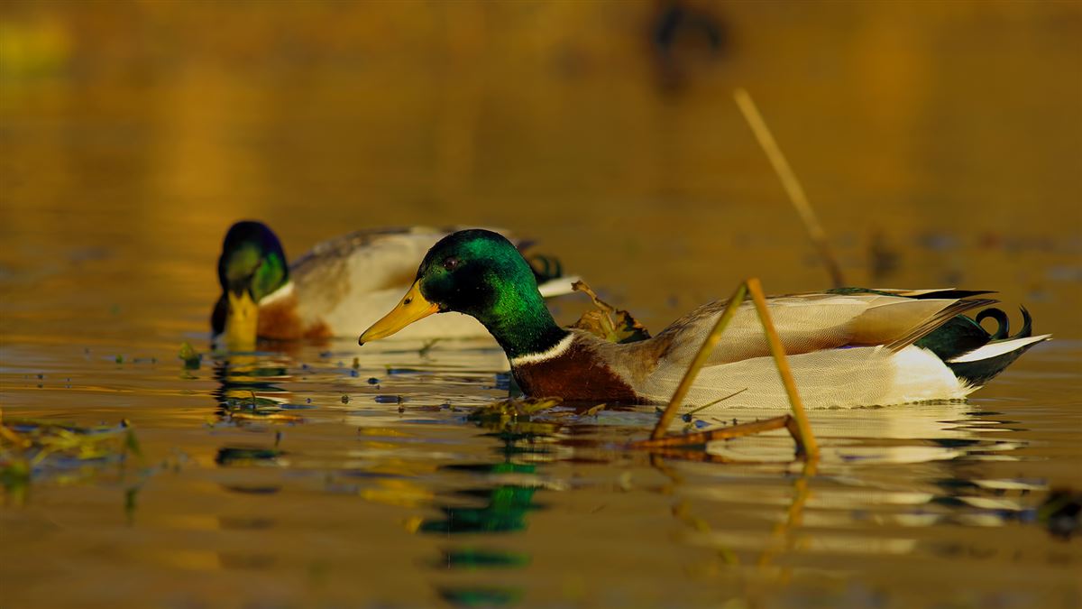Mallard