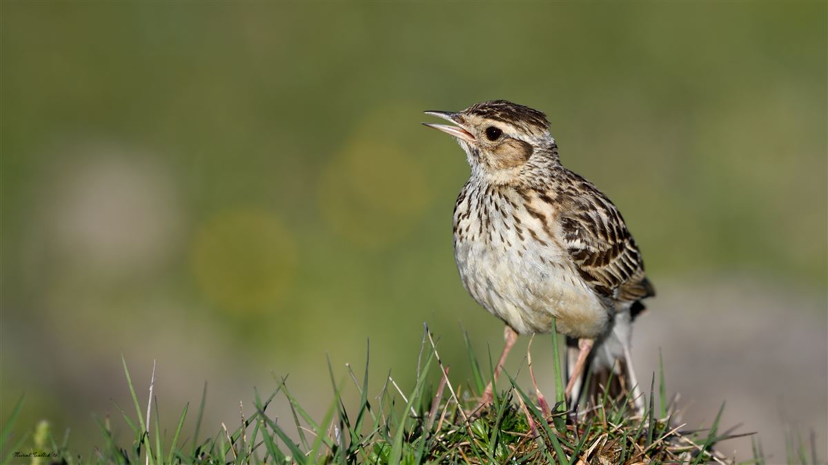 Woodlark