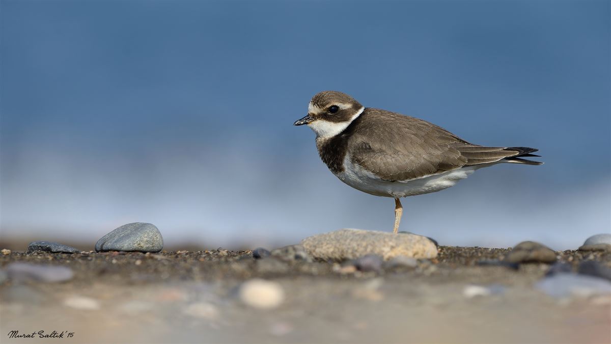 Common Ringed Plover