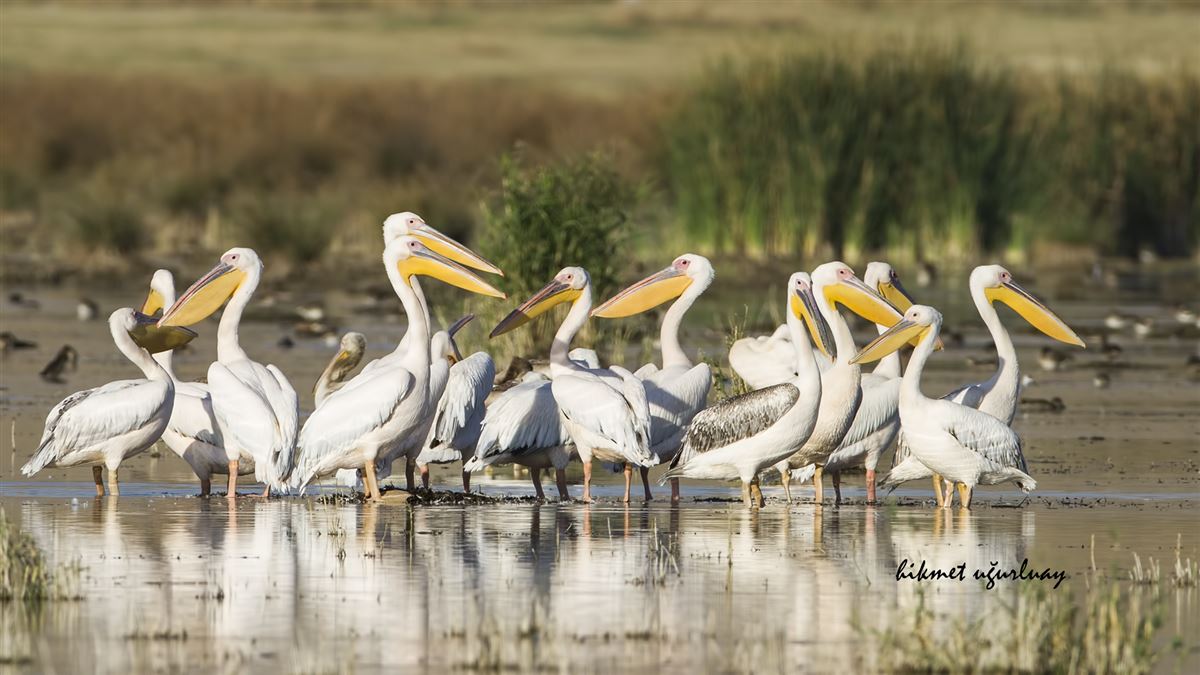 Great White Pelican